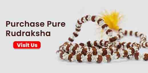 purchase pure rudraksha