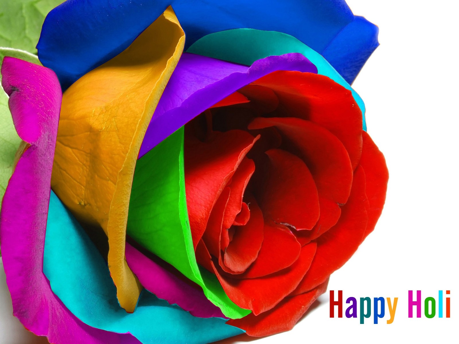 colorful rose happy holi wishes hd wallpaper
